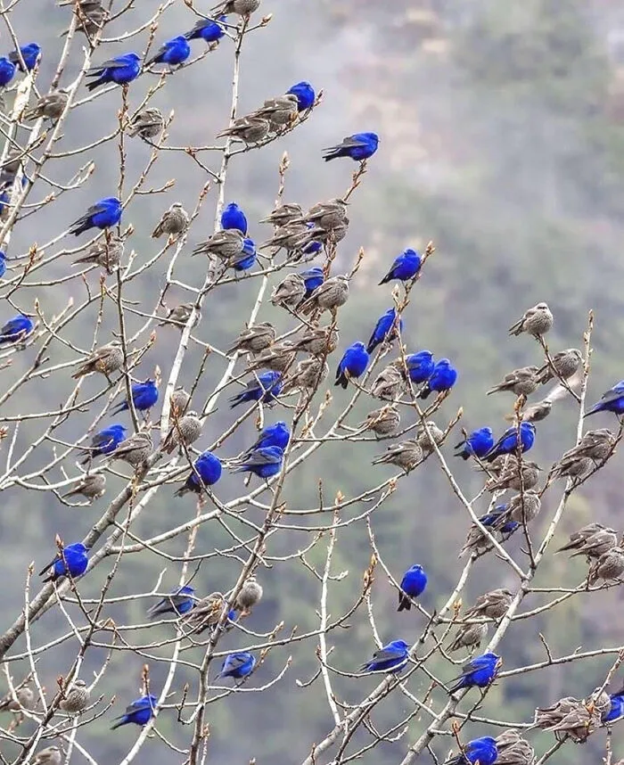 Pájaros sobre ramas