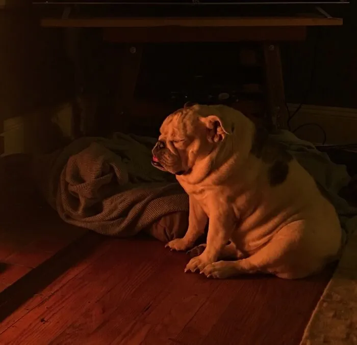 Hector By The Fireplace