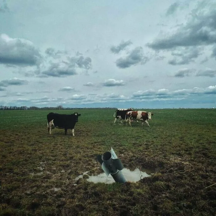 Vacas en Ucrania