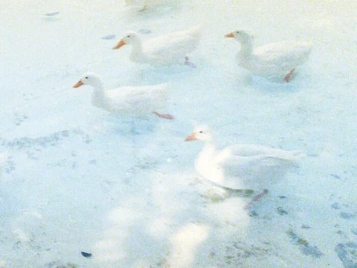 I Took This Picture Of Some Ducks And It Looks Like Part Of A Painting