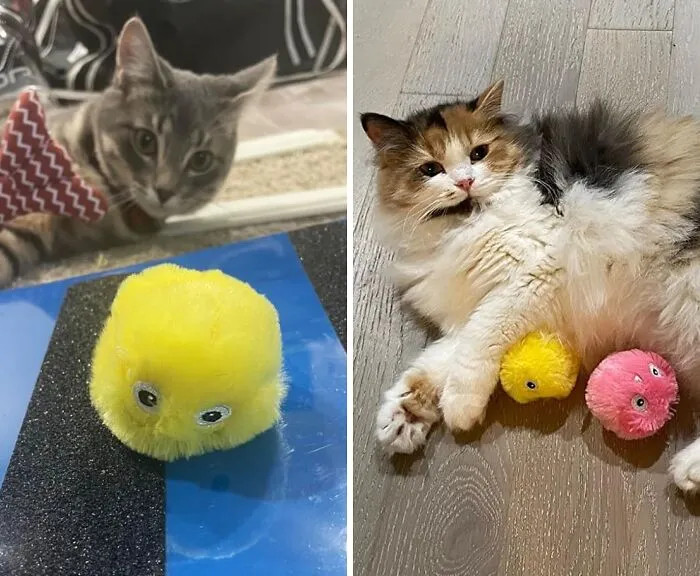 These <span Style="Font:inherit;color:#d74b1f;"> Chirping Cat Balls</Span> Bring Out The Wild & Fun Side Of Your Kitty!