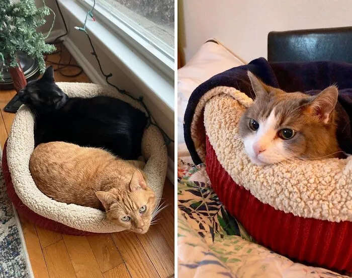 Wrap Your Fur Buddy In Warmth With <span Style="Font:inherit;color:#d74b1f;"> Self Warming Round Pet Bed</Span>, Where Cozy Meets Comfy!