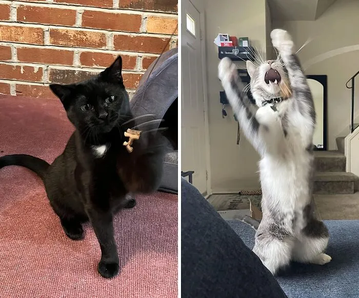 <a Style="Display:inline;" Href="Https://Www.amazon.com/Cat-Dancer-101-Interactive-Toy/Dp/B0006n9i68?crid=2r1w47hrma7bf&dib=eyj2ijoimsj9.gdx0eoilk42hcmju2dtyv1jyfzqzfypd8p1vcp-Mfydq3z0nwwqrvw2xhsihi-8yrnpitdqtqtz7fezz5usapk_2anpygybvqxq9ktop548clil9iw17drx1kvutvpumym5rsnicbhqkwuafla1nfanfyvgdf-Zywevrnp0nhmr9a7fybfqrfcm_blskrocqehetpekepdxufeqixfxbk6vuaqus5s5b-S8smxvwxwmx7ctt8xwatyx4ru0grcfjvnri9_oais58a99zkbwmcsx7whjebuzto8hgfoso1_0.rhuq3h7ymooku0mvcwj_7nu7nnvncy80g2fii_0vspw&dib_tag=se&keywords=cat+dancing+toy&qid=1714030578&sprefix=cat+dancing+to%2caps%2c241&sr=8-5&linkcode=ll1&tag=bpgazelle-20&linkid=37fd85b15abbfe31a5e8a198444d87db&language=en_us&ref_=as_li_ss_tl " Target="_blank"> Kitty Parkour Activated With This <span Style="Font:inherit;color:#d74b1f;"> Cat 101 Interactive Toy</Span>!