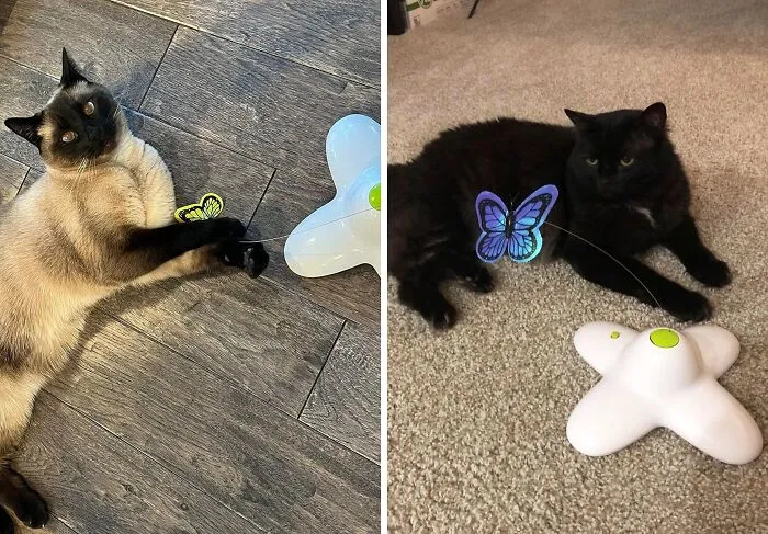 Bored Kitty? Not Anymore! Ultimate Level Excitement Awaits With <span Style="Font:inherit;color:#d74b1f;"> Shiny Butterfly Wand Wand Toy</Span>!
