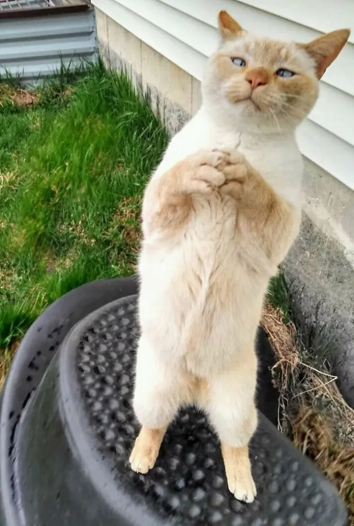 My Cat Always Swipes His Paws In The Air When He Wants Attention. Took The Picture At The Perfect Time. Amen