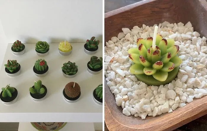 Upgrade Your Desk With <span Style="Font:inherit;color:#d74b1f;"> Succulent Cactus Candles</Span> — Bringing Those Chill Desert Vibes And Refreshing Scents