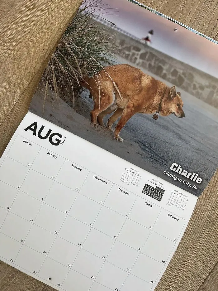 Add Some Cheer To Your Workday With <span Style="Font:inherit;color:#d74b1f;"> The Pooping Pooches Calendar</Span> – It's The Playful Twist For Your Office Needs