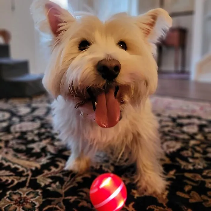 A Boring Game Of Fetch Is A Thing Of The Past With This <a Style="Display:inline;" Href="Https://Www.amazon.com/Gp/Product/B08c9phwfc?&linkcode=ll1&tag=bpbutterfly-20&linkid=2b98b3bb6d20daaf5936ed077321e63e&language=en_us&ref_=as_li_ss_tl" Target="_blank"><span Style="Font:inherit;color:#d74b1f;"> Interactive Dog Ball </Span> That Will Be Your Pup’s New Favorite Plaything 