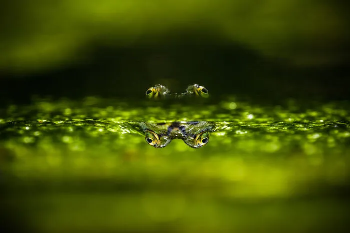 Finalist: "You See Better With Four Eyes" By Gabi Swart