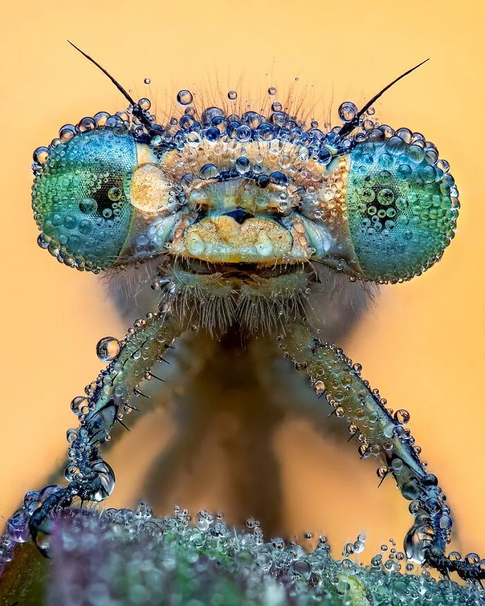 Finalist: "Long Over Dew" By Pete Burford