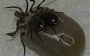 50 Spine-Chilling Photos Of The Creepiest Things People Have Witnessed (New Pics)