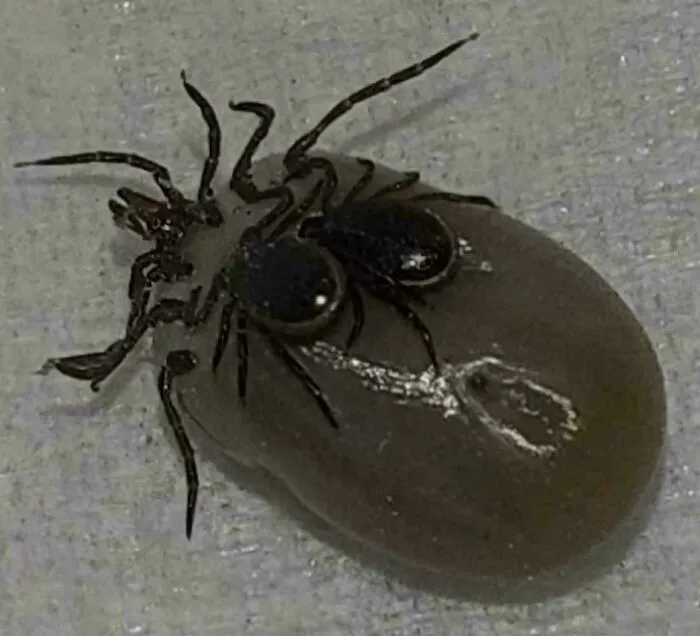 Two Ticks On A Tick, Which Was On My Cat