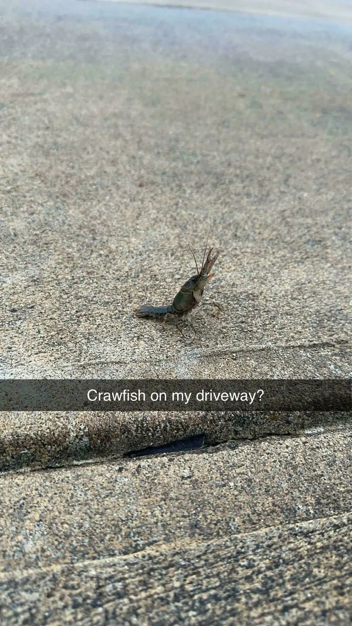 How Did A Crawfish End Up On My Driveway? I Don’t Live Near Any Rivers