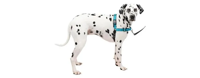 Petsafe Deluxe Easy Walk