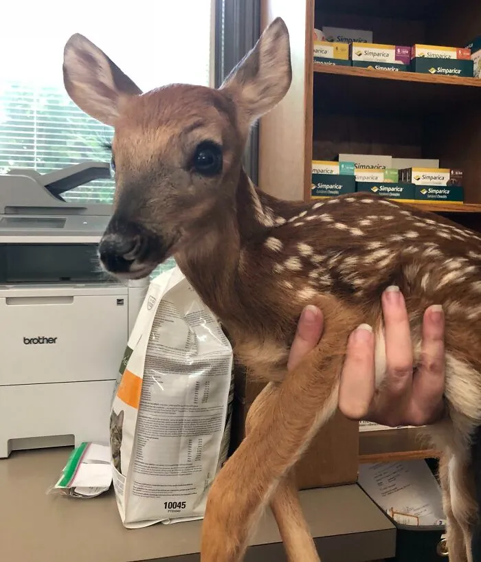 Baby Deer Visiting My Veterinarian