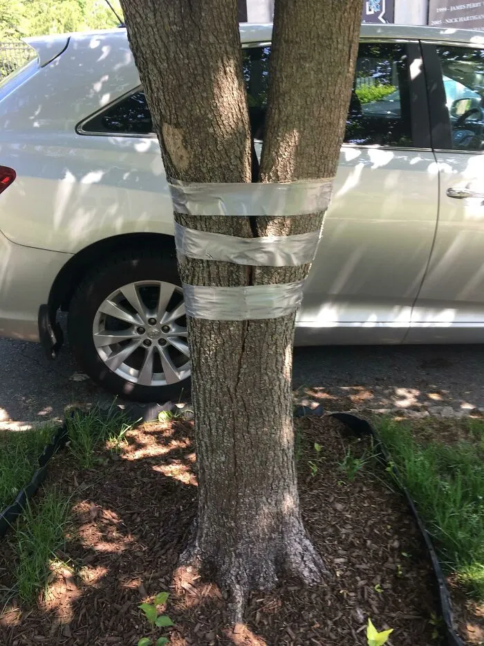 El árbol se partió tras una tormenta, y el vecino lo ha vuelto a pegar