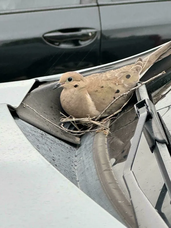 Se ha hecho un nido en mi coche mientras estaba en el gimnasio
