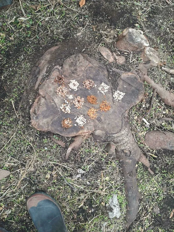 He taladrado agujeros en este tocón y cada uno es de un color distinto