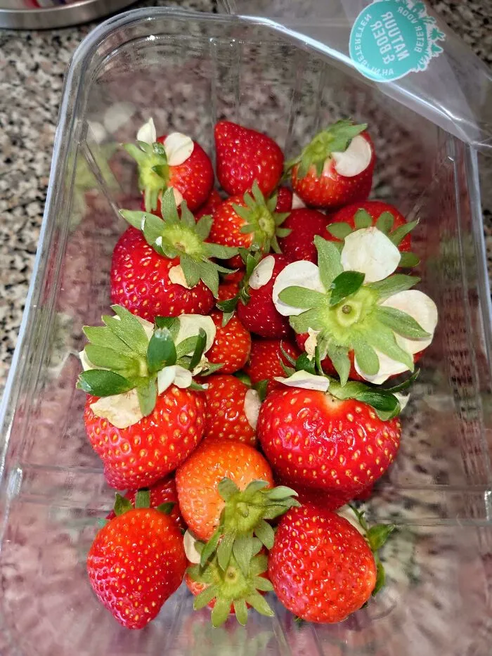 Casi todas las fresas que he comprado aún tenían las flores