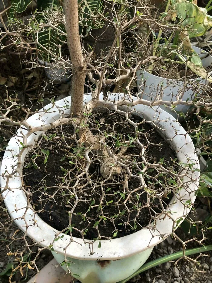 Este bonsai con ramas de estructura hexagonal