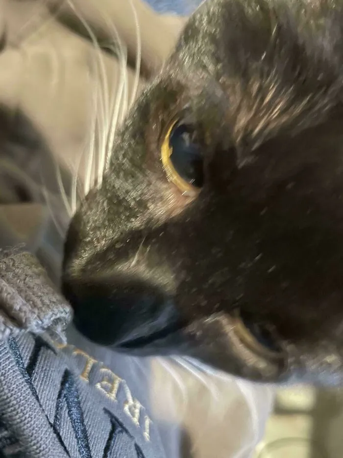Mis gatos no dejan de olfatear este punto en particular de esta nueva sudadera. Son varios gatos, y solo huelen este punto en esta nueva sudadera