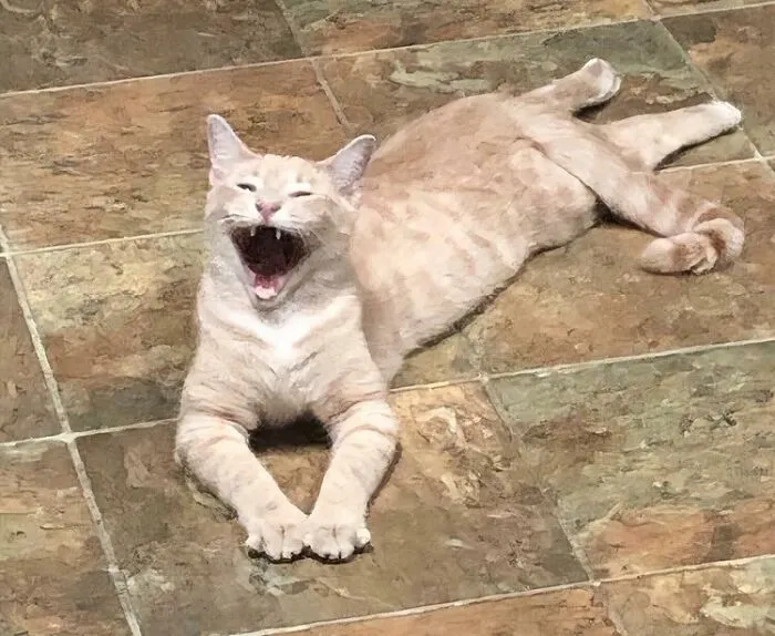 Looks Like A Demon From A Renaissance Painting