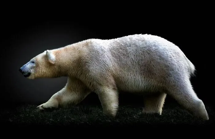 Wild Animals From Up Close: 19 Portraits By Pedro Jarque Krebs (New Pics)