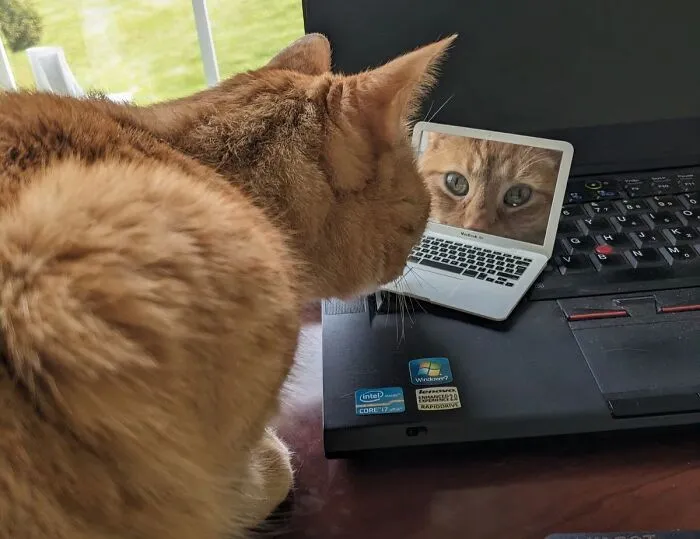 If You Have A Cat With A “If I Fits, I Sits” Mentality, This <a Style="Display:inline;" Href="Https://Www.amazon.com/Ebuddy-Laptop-Style-Mirror-American/Dp/B01lzdj8g9?crid=1x815xvokr1em&dib=eyj2ijoimsj9.aevcrhgxfzlhda9-Aq_nzi9w316jkbsakw96ubamxccrkrlm0p3zhfz_z_48184ifezxemmxusmxrzfo4gxubvlhj4uajkxp5iuvcdzkthdyjakhwx1ktiadbsuewtlgdoxbgxv0vslbdo341ibbouu93vvepl5ei3f3s9t4x6vi76dll7i9htpwi0lhvc9e8xdburp2r9ggok2rvnxu4dp7zhpcz_h7wqnhkw8llsq.zzekn3ndtzrdiqvghlow64vrtguhzyupdfawwuopxqi&dib_tag=se&keywords=macbook%2bmirror&qid=1715153903&sprefix=macbook%2bmirr%2caps%2c190&sr=8-1&th=1&linkcode=ll1&tag=bpbutterfly-20&linkid=c7c02b1844031932704b63e1e720aa95&language=en_us&ref_=as_li_ss_tl" Target="_blank"><span Style="Font:inherit;color:#d74b1f;"> Toy Cat Laptop </Span> Is For Them