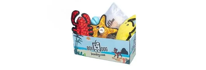 Box Dog