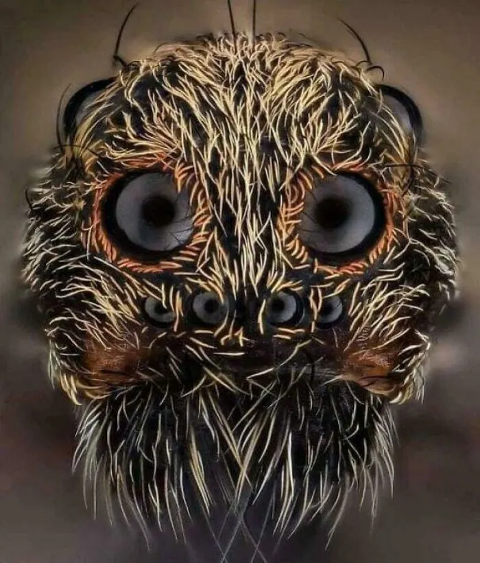 Primerísimo plano de una tarántula. Autor: John-Oliver Dum