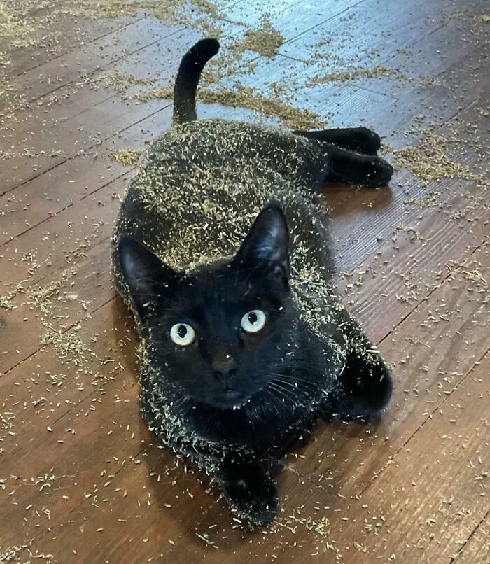 My Cat Broke Into A 5 Lb Bag Of Catnip. I Came Home To This