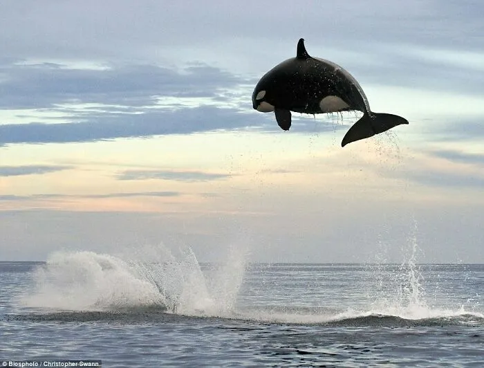8 Ton Orca Jumping 15ft Out Of The Water