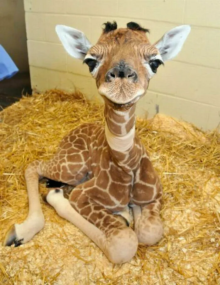 Baby Giraffe 