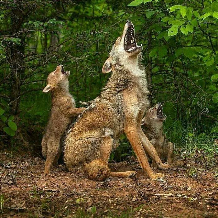 Mother Coyote Teaching Her Coyote Pups How To Howl