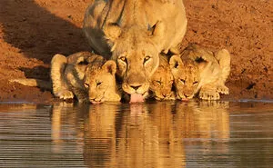 50 Amazing Photos That Might Make You Love Animals Even More