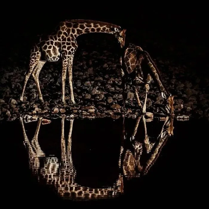 Circle (Giraffe)