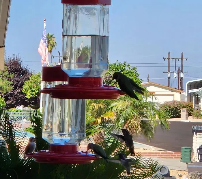 A <span Style="Font:inherit;color:#d74b1f;"> Hummingbird Feeder </Span> Will Make Sure Even The Smallest Visitors To Your Patio Have Something To Nibble On