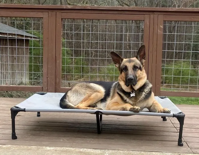 Make Your Patio Pooch Perfect With This<span Style="Font:inherit;color:#d74b1f;">  Elevated Cooling Dog Bed</Span>