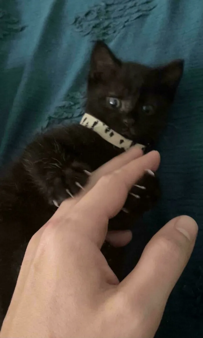 Black kitten with sharp claws, playfully gripping a human hand on a blue fabric background.
