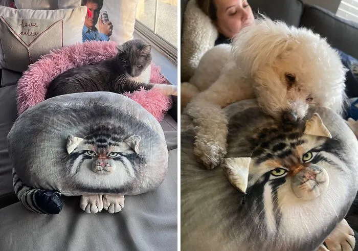 This <a Style="Display:inline;" Href=" Https://Www.amazon.com/Raccoon-Stuffed-Animals-Plushies-Girlfriend/Dp/B0bncyfmdj?dib=eyj2ijoimsj9.oggqtzdljbg5jahlodmjdri7obyhn68euz7eunxnoc9hunf5e-Khhq_4dkmn2_mzbzv4wc9oupjm4ffk-6hrh6vtr71fga7fc4lts0upkel45t_v6setlrtsk2xcj9oj4wo0obky7hvwbg4yxw40i_pi3pw_ictwv6k0ng1qmemlb4mmer6wijrukcyi1uixbamcipqscodw0yoiewiviwyvpm_-Fkodiwwzxtcc2khcxaoxvj9az4as4jbvvnuyrumr8gsj8tccrhxblk9sqivl4hpvz6-V3pxpkmge6zc.h4ynmpak3iwqady-Boaoqwdsroz22vdl0optluj3uam&dib_tag=se&keywords=random%2bcool%2bstuff&qid=1715839643&sr=8-81&th=1&linkcode=ll1&tag=bpbison-20&linkid=dac970e6b156f53c7539d021a9ab4f64&language=en_us&ref_=as_li_ss_tl" Target="_blank"><span Style="Font:inherit;color:#d74b1f;"> Plush Cat Body Pillow</Span> Is Equal Parts Hillarity And Nightmare Fuel