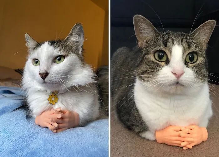 Cats with small plastic hands, showcasing borderline genius accessory ideas.