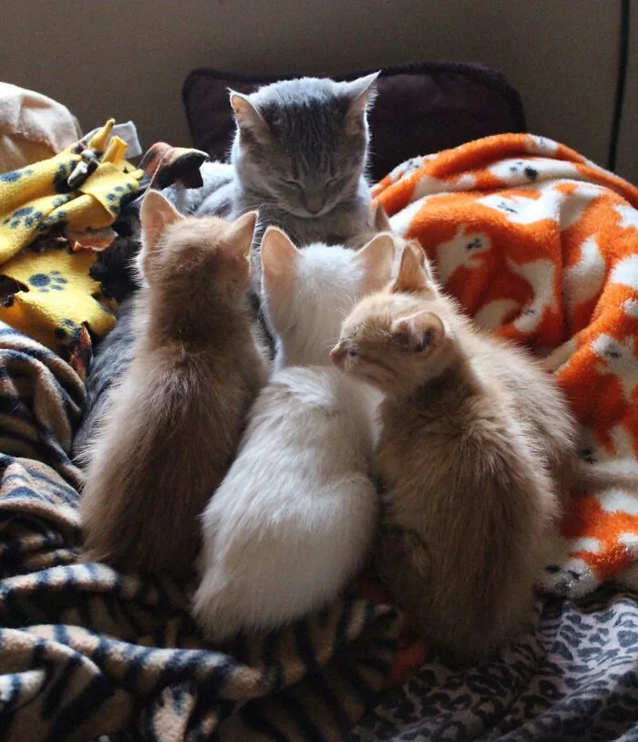 My Cat Looks Like A Religious Figure And The Foster Kittens Look Like Her Disciples In This Picture