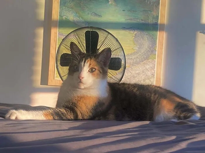 Fan Turned Cat Into Saint Cat