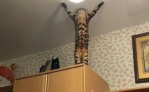 50 Hilariously Blessed Pics That Prove That Cats Are Godsent