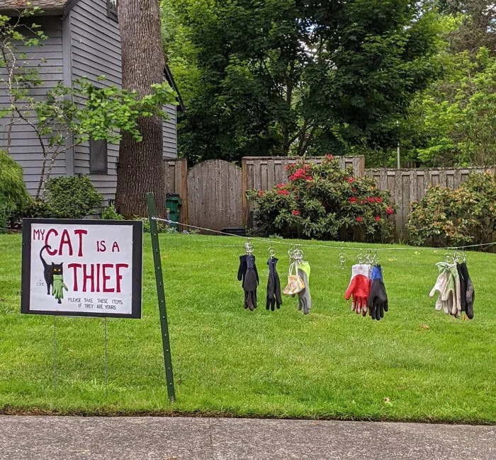 The Cat Burglar Has Struck Again