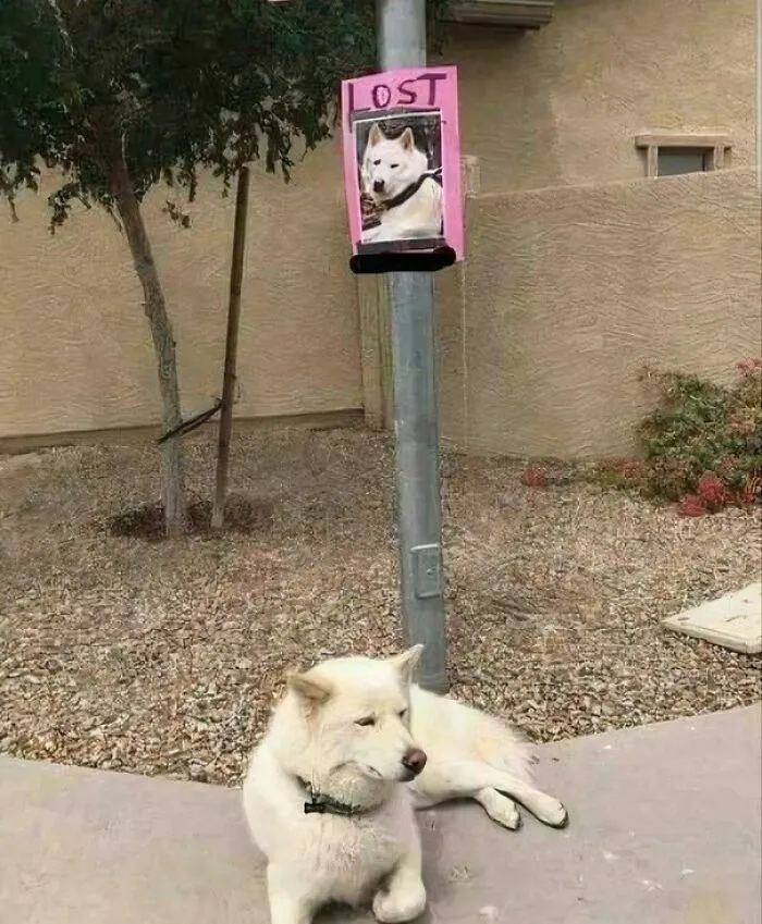 30 Carteles tan divertidos como absurdos que había que compartir