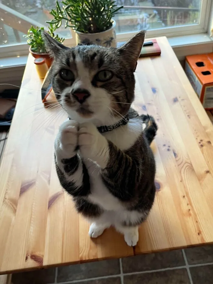 My Friend's Cat When He Wants A Pet. Amen