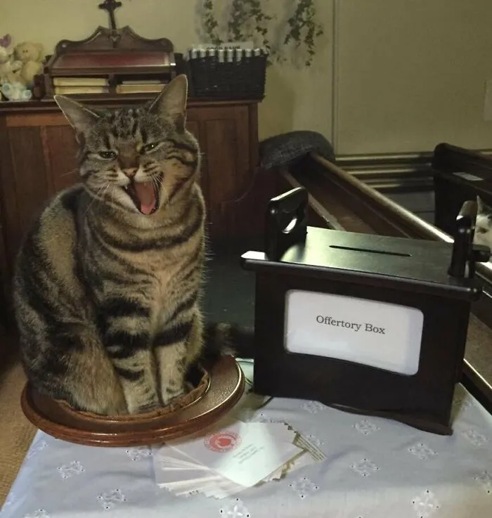 Tithing Kitty Is Sick Of Your Freeloading Nonsense So Put Some Money In The Damn Box