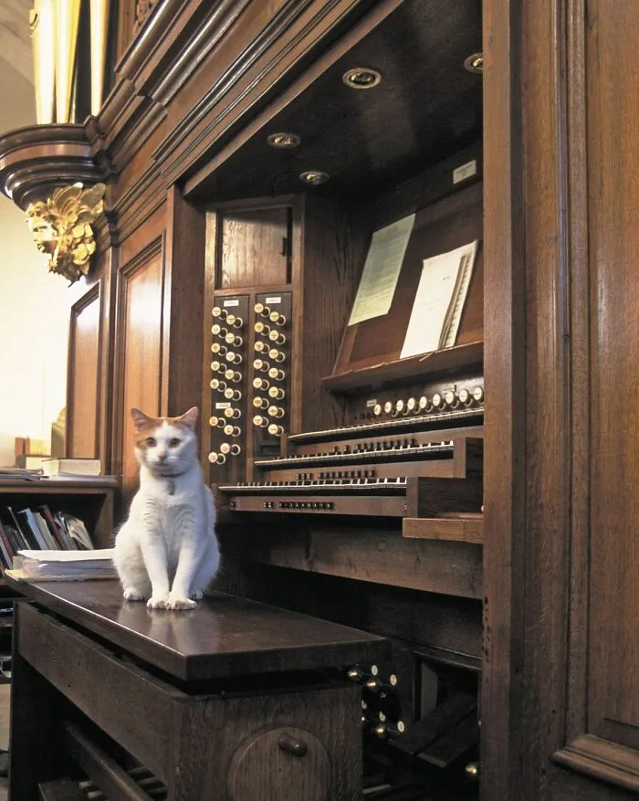 "I Will Now Play An Organ Version Of Crazy Train. Enjoy"