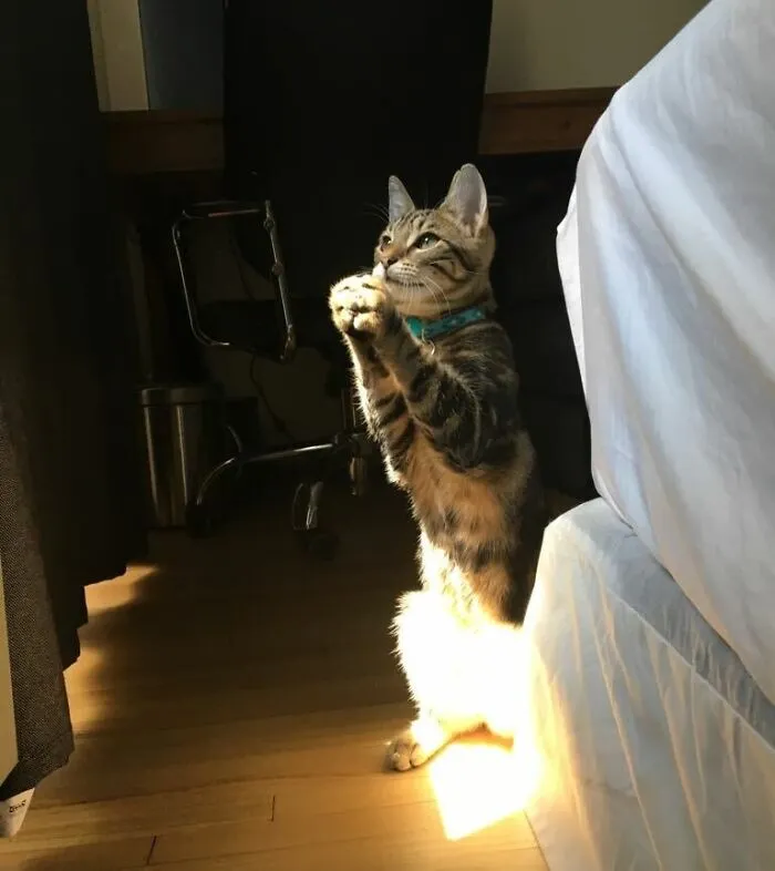 Always Purray To Cat Jesus